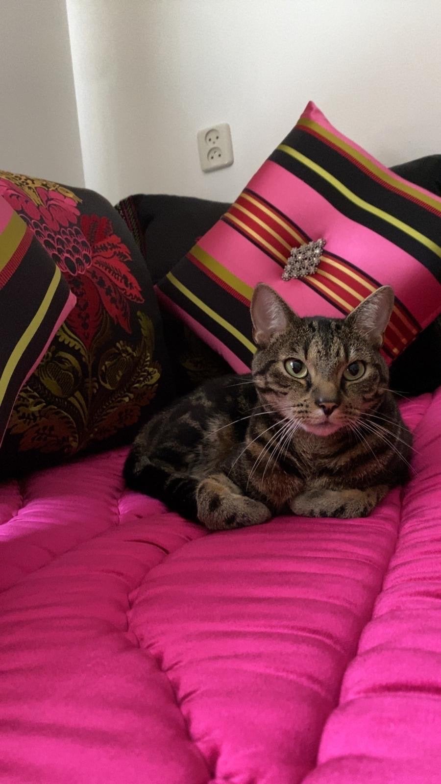 Kat gratis, Kater, Kortharig, 3 tot 5 jaar
