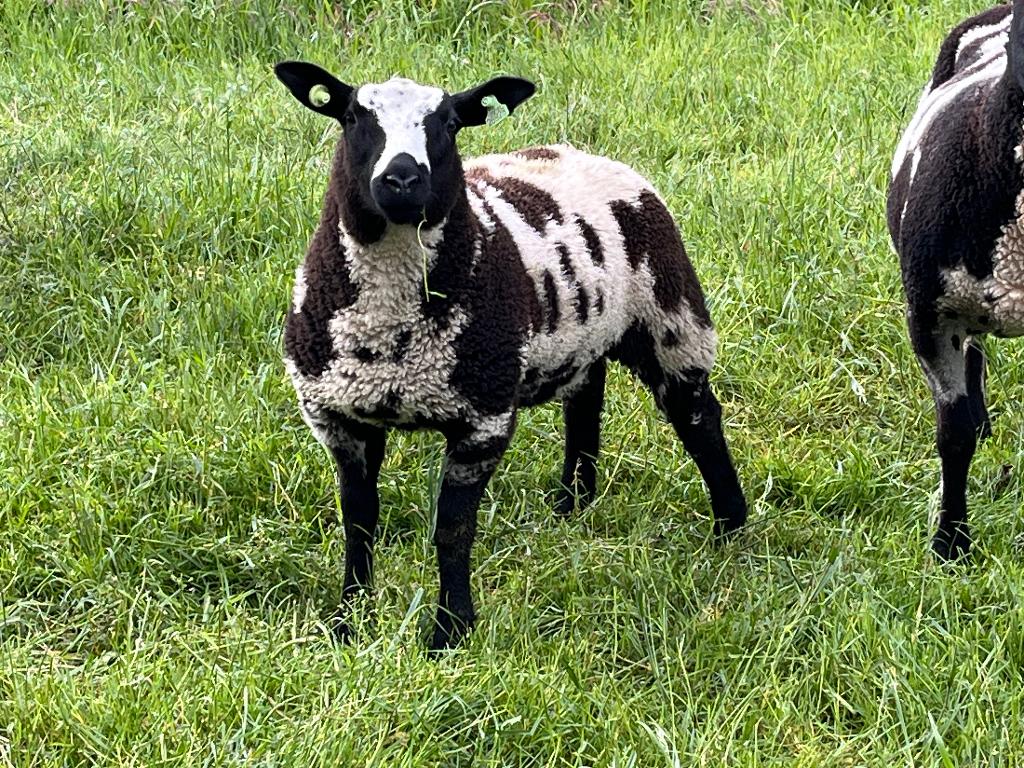 Stamboek Bonte Ram lammeren, zwoegervrije vrij te koop, Dieren en Toebehoren, Schapen, Geiten en Varkens, Mannelijk, Schaap, 0 tot 2 jaar