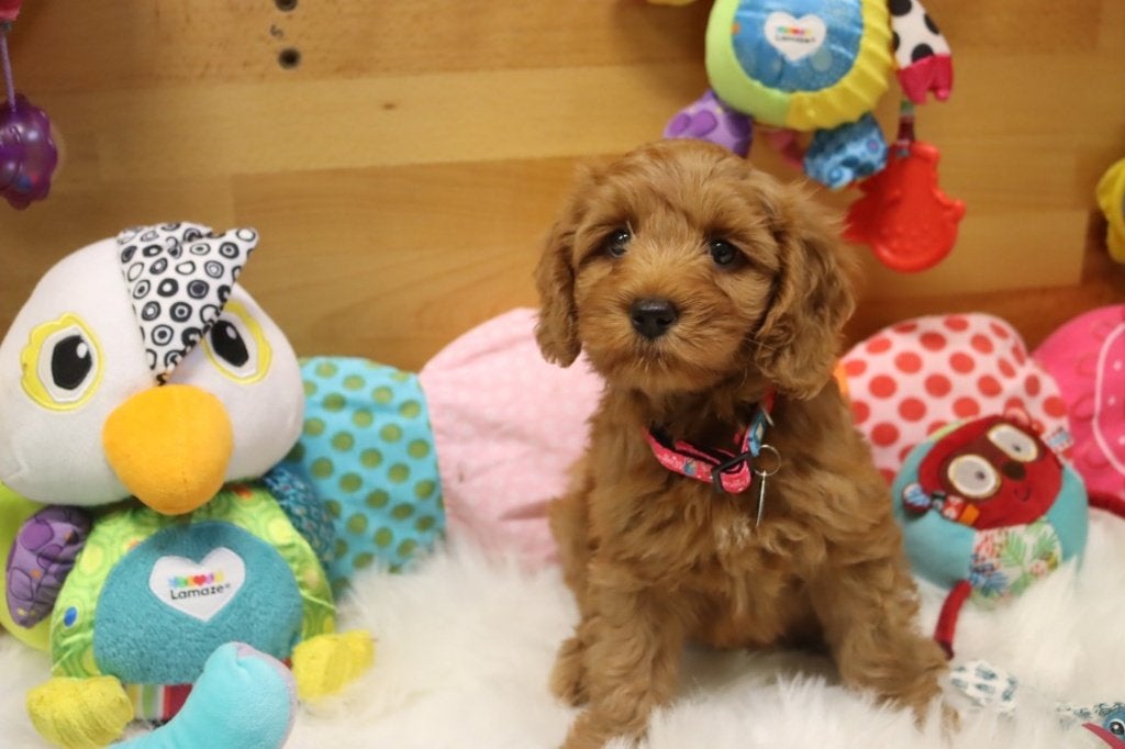 Prachtige mini labradoodle pups, Dieren en Toebehoren, Nederland, Overige rassen, 8 tot 15 weken, CDV (hondenziekte)