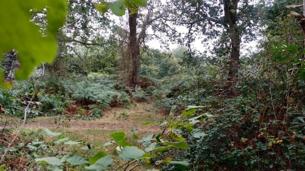 Gezocht: Een fijne, rustige plek op landgoed, bos in natuur, Contacten en Berichten