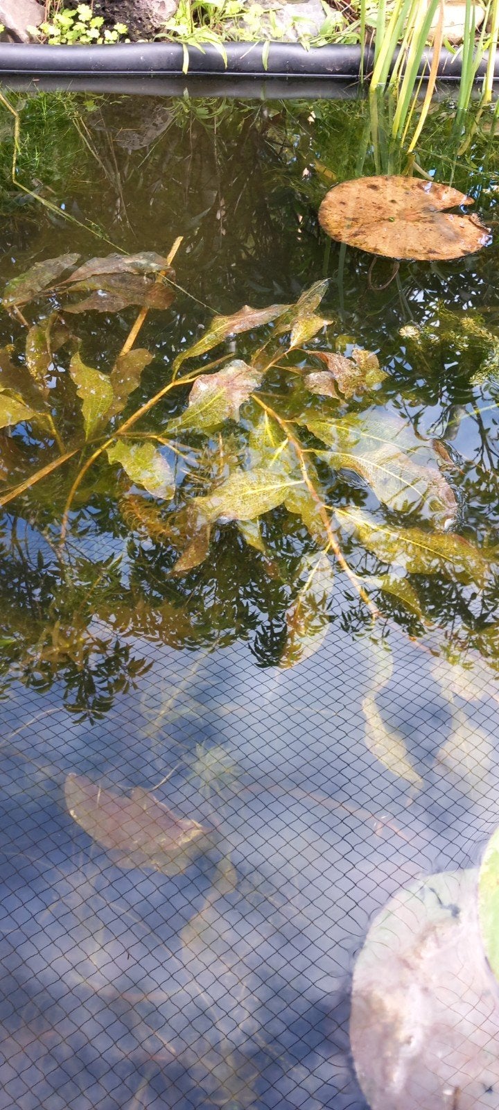 Glanzend fonteinkruid als zuurstofplant, Ophalen, Nieuw