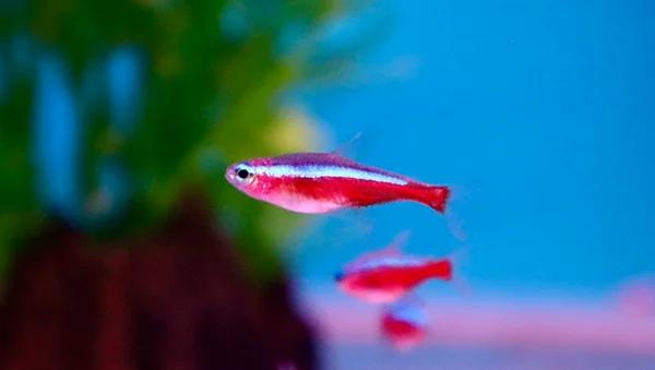 Paracheirodon Axelrodi - Kardinaal Tetra, Dieren en Toebehoren, Vis, Zoetwatervis, Schoolvis