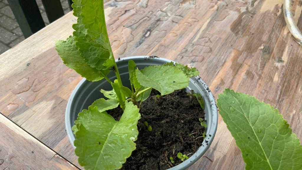 Mierikswortel plantje - Vers en gezond, Tuin en Terras, Volle zon, Vaste plant, Ophalen of Verzenden, Bloeit niet