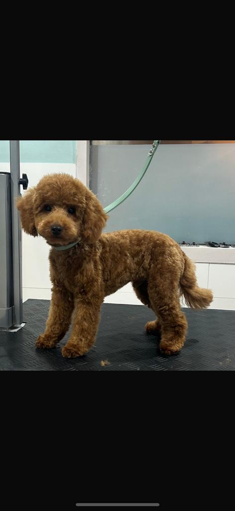 Toy Poedel DEK REU, Dieren en Toebehoren, Particulier, Reu, CDV (hondenziekte), 1 tot 2 jaar