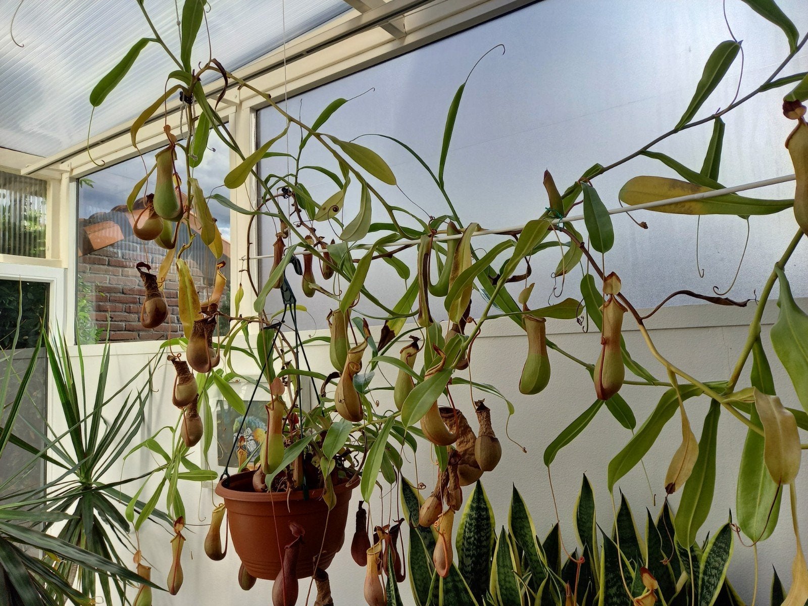 Prachtige Bekerplant (Nepenthes) - Vleesetende Plant, Tuin en Terras, Vaste plant, Bloeit niet, Halfschaduw, Ophalen