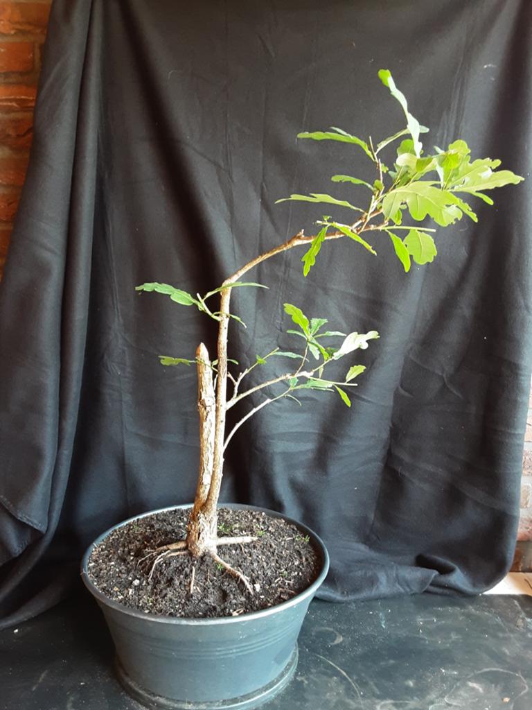 Eik in Pot - Perfect voor Bonsai, Ophalen, Overige soorten, Halfschaduw