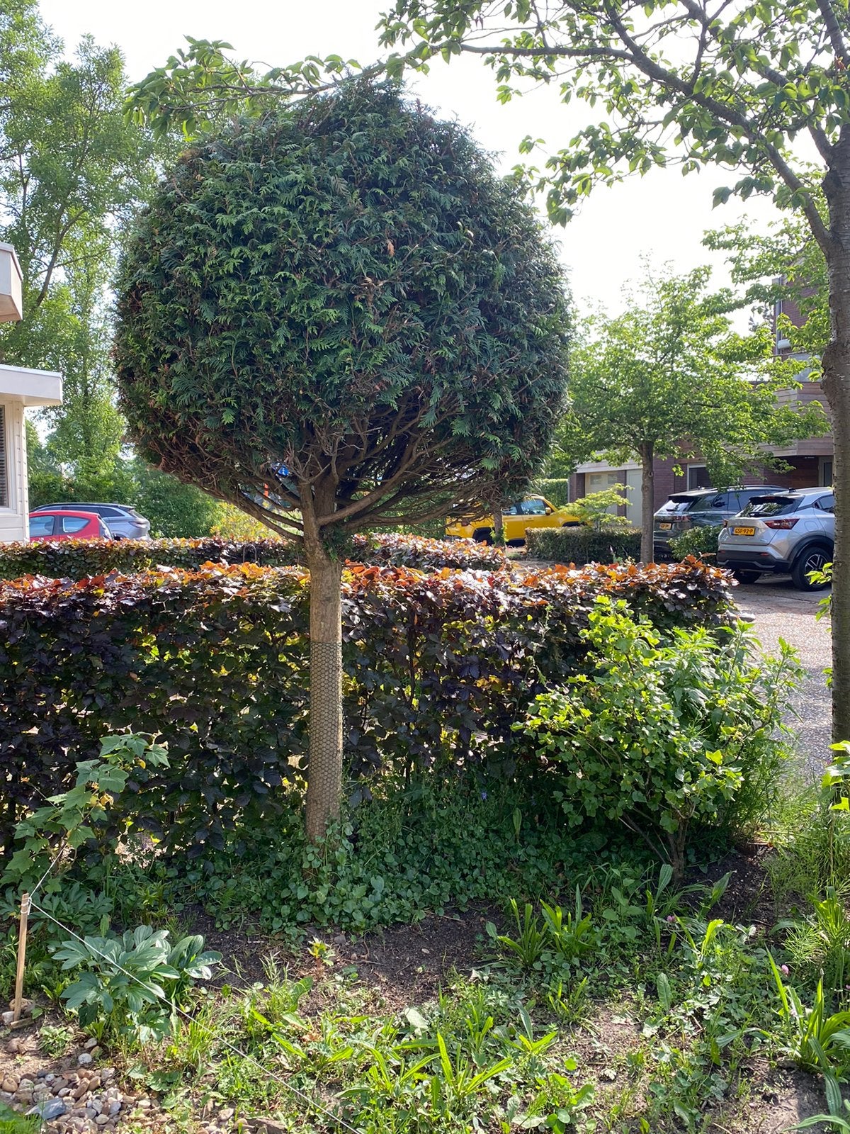 Gratis: Bolvormige boom conifeer / rond, Tuin en Terras, Planten | Bomen, Bloeit niet, Halfschaduw, 250 tot 400 cm, Ophalen