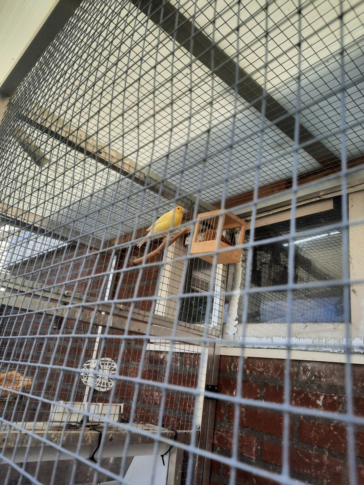 gele kanaries van 26, Dieren en Toebehoren, Mannelijk, Kleurkanarie