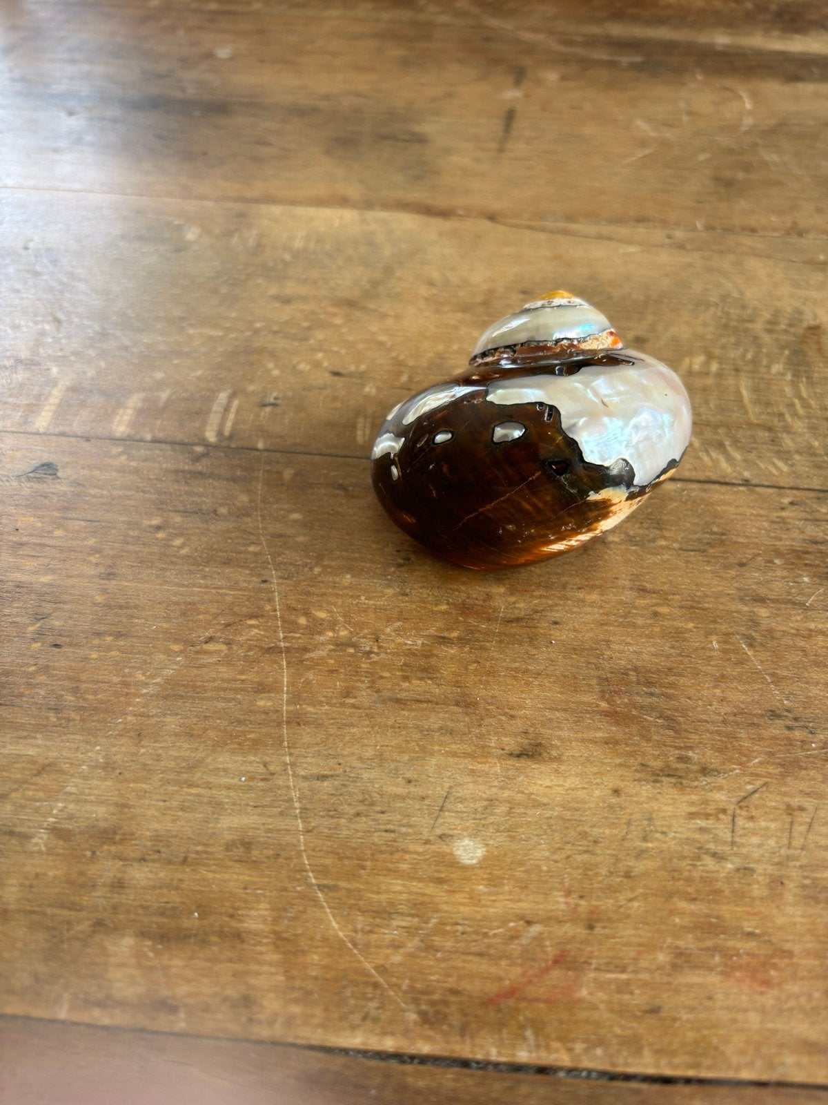 Prachtige Parelmoeren Schelp - 6,5 cm, Ophalen of Verzenden, Gebruikt