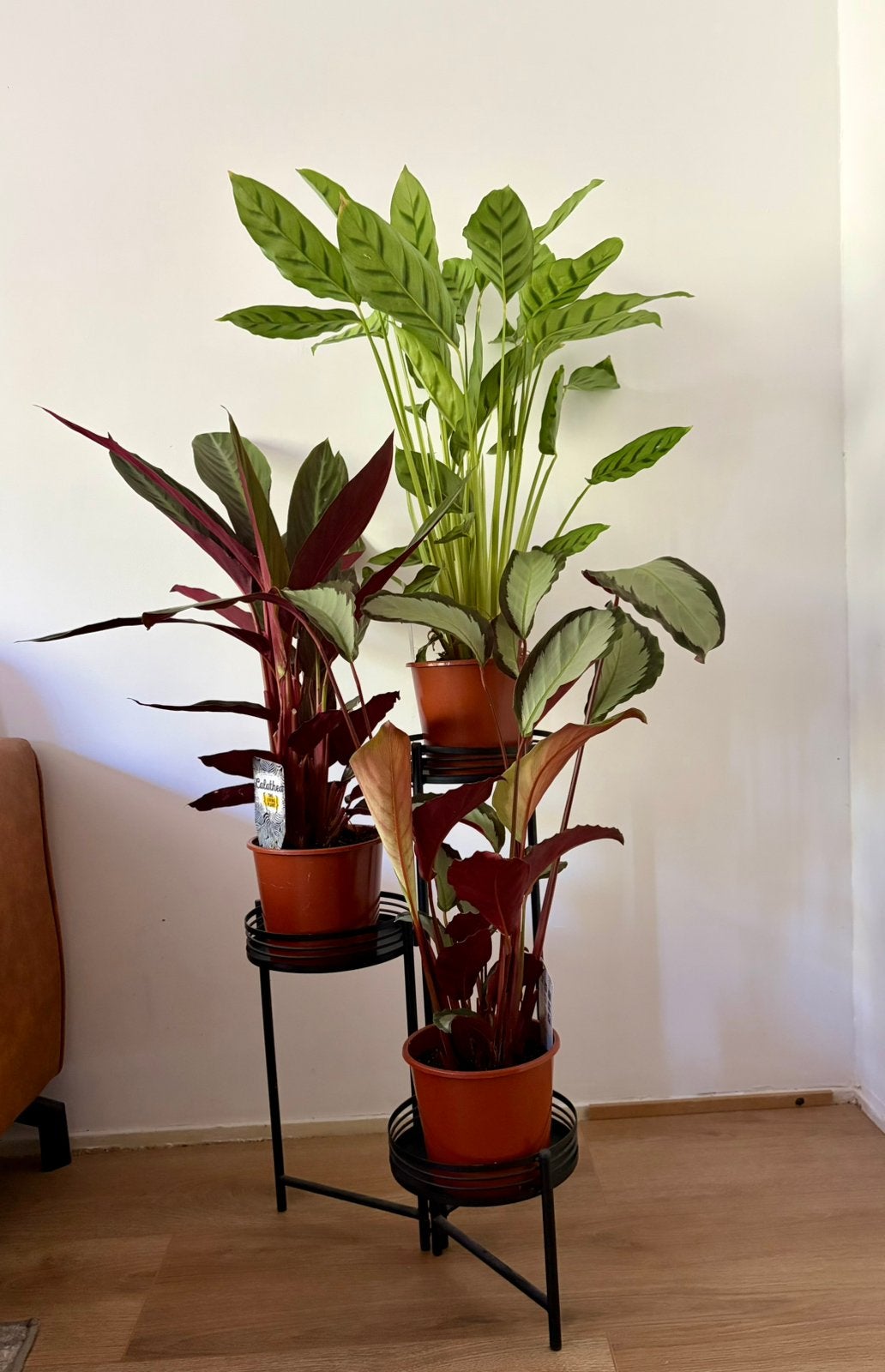 Calathea mix kamerplanten, Ophalen, Halfschaduw, Minder dan 100 cm