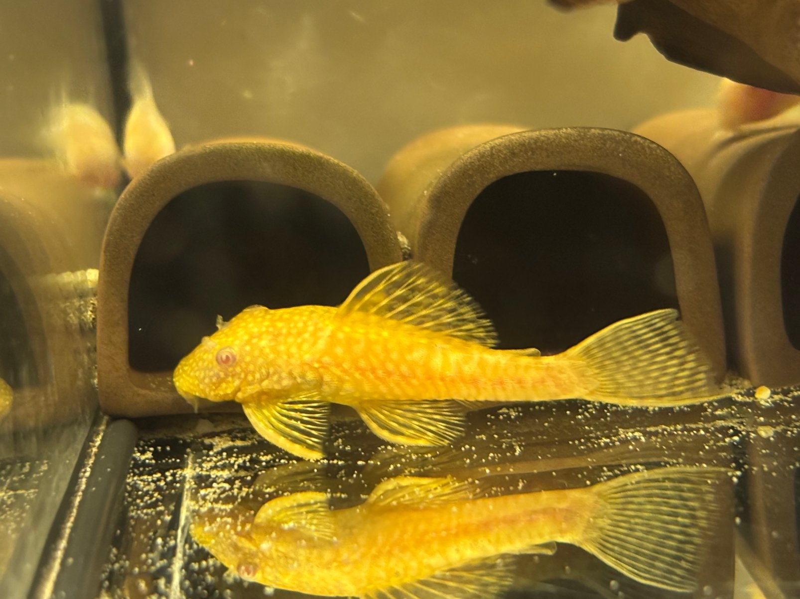 Aquariumvissen, Vis
