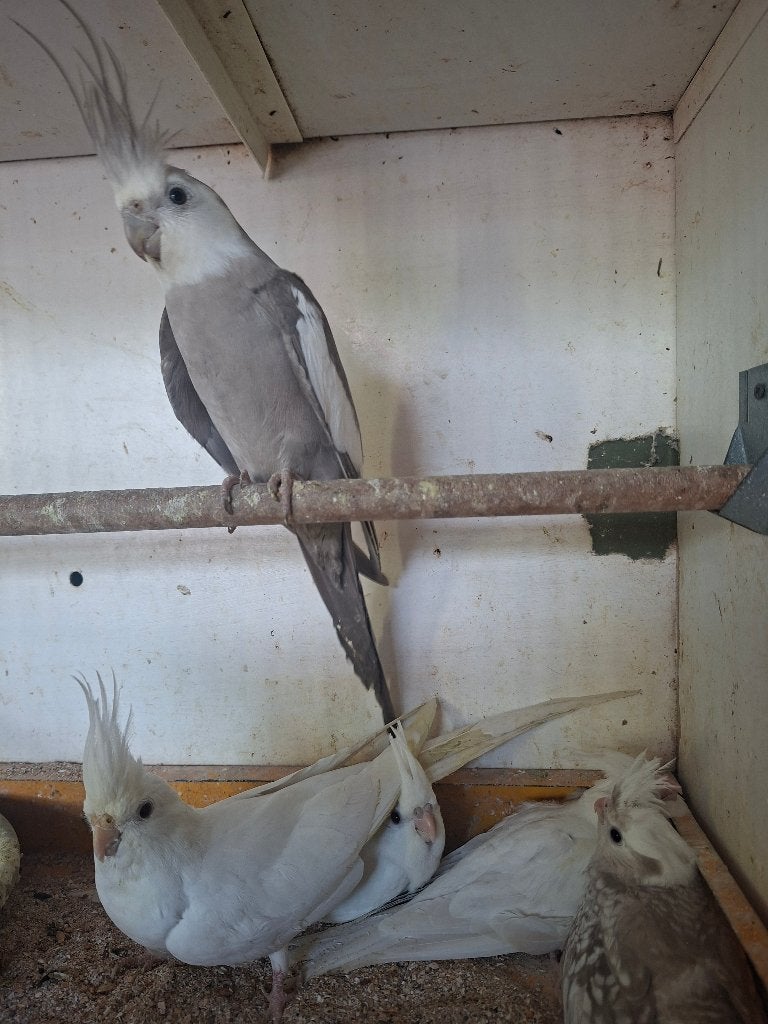 jonge valkparkieten, Meerdere dieren, Parkiet, Tam