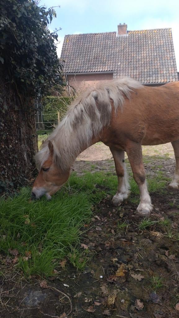 Gezocht stalling/weidegang omgeving Amersfoort/Soest/Leusden, Dieren en Toebehoren, Stalling en Weidegang, Weidegang