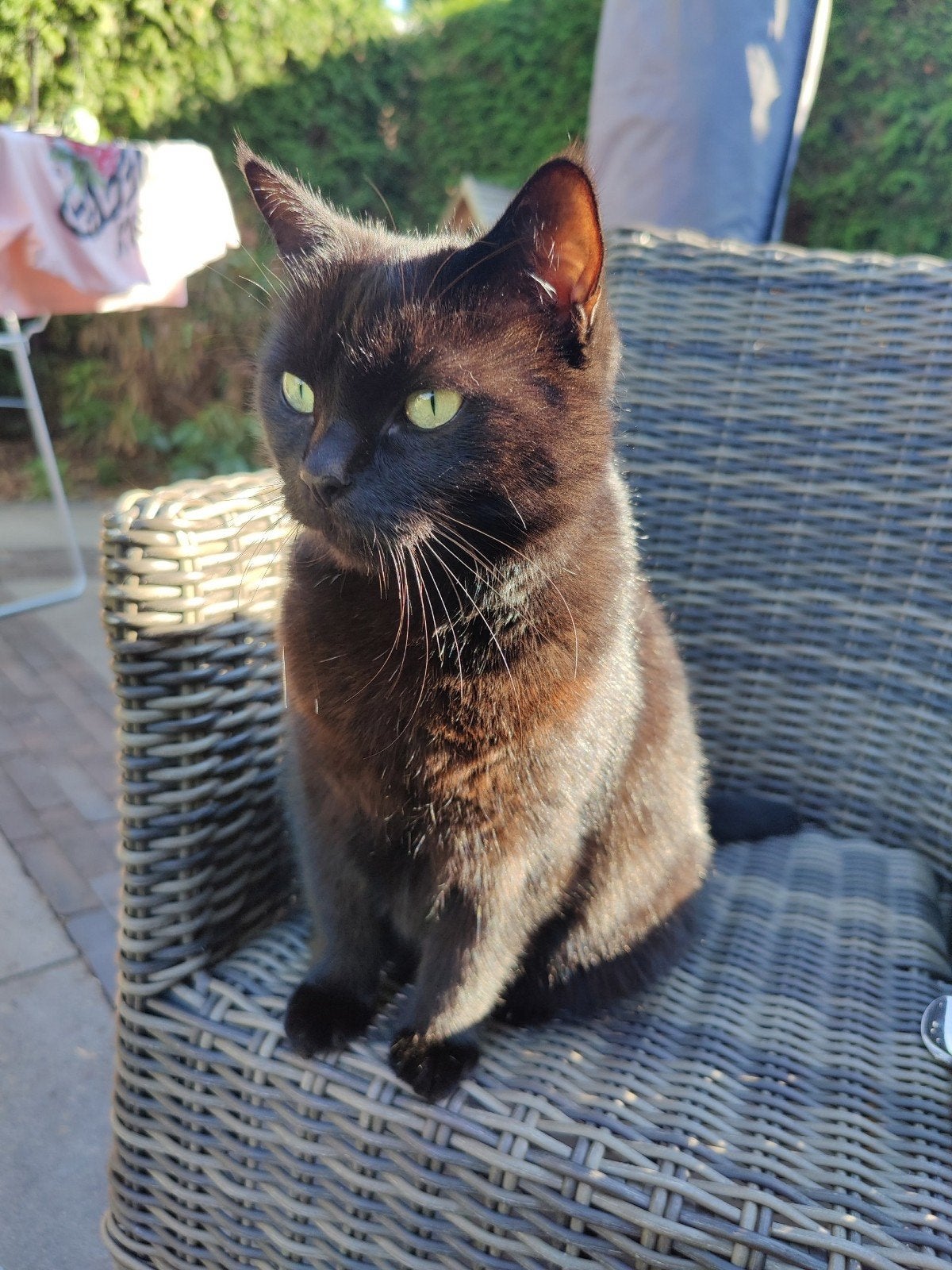 Poes, Europese korthaar, 6 jaar, zwart, Poes, Kortharig, 6 jaar of ouder