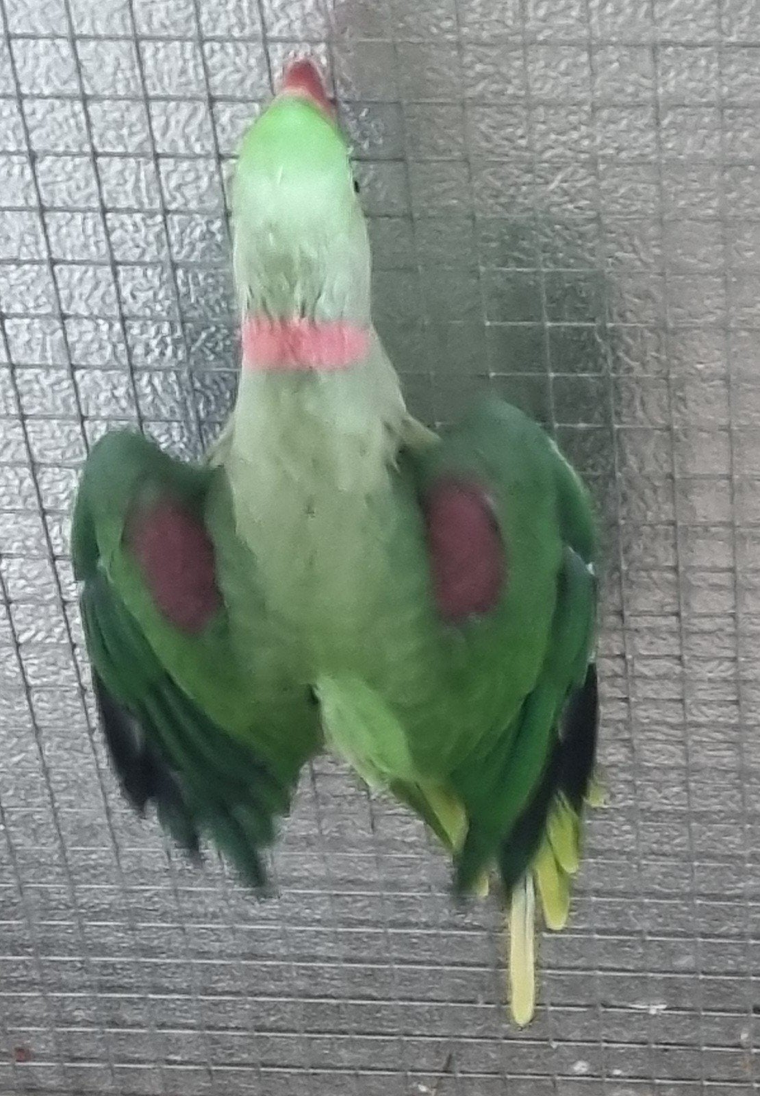 koppel alexander parkieten, Meerdere dieren, Parkiet, Geringd