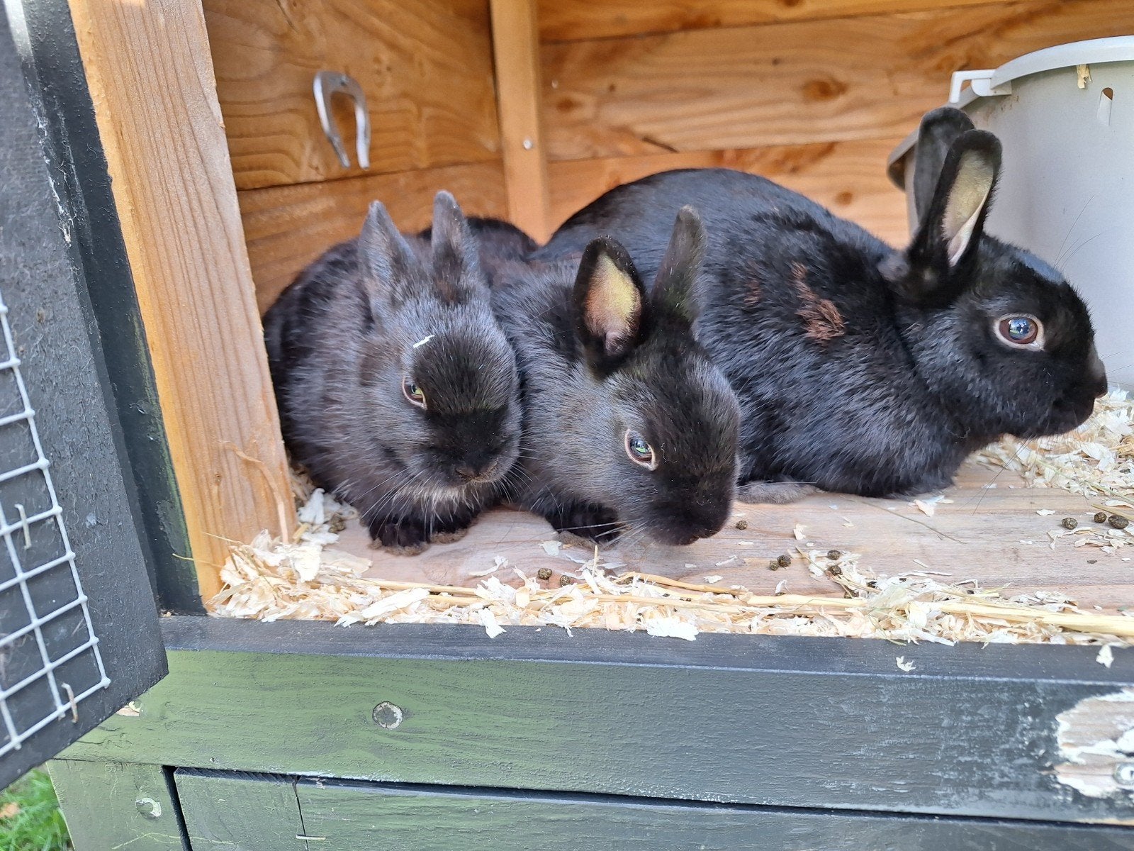 Jonge konijntjes, kleurdwergjes, tam, Dieren en Toebehoren, Meerdere dieren, Dwerg, 0 tot 2 jaar