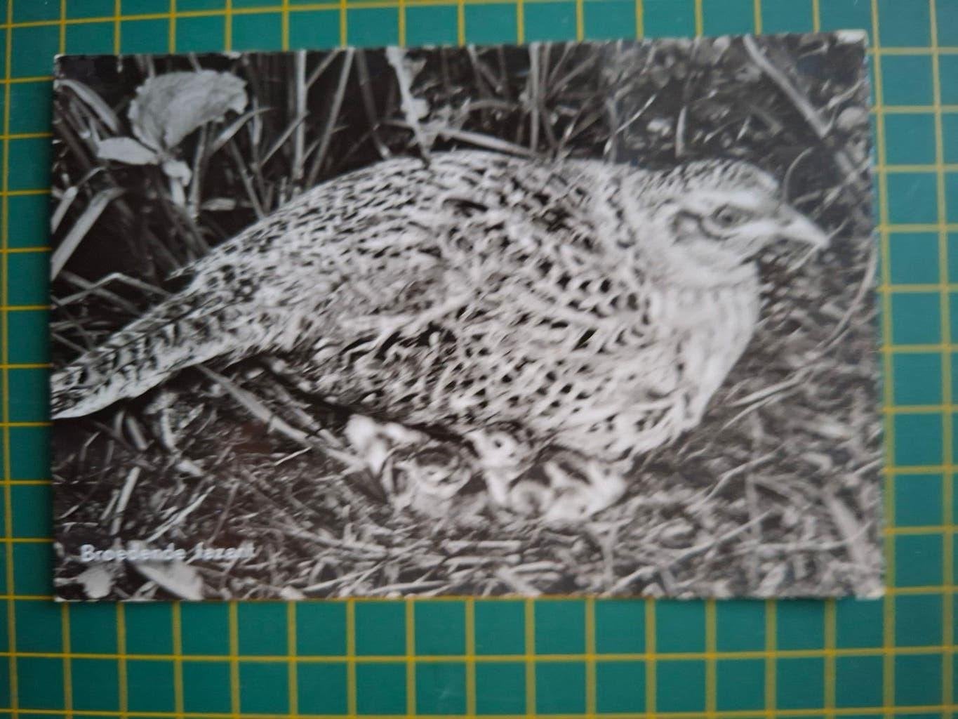 ansichtkaart, Broedende Fazant., Verzamelen, Ophalen of Verzenden, 1940 tot 1960, Ongelopen, Vogel