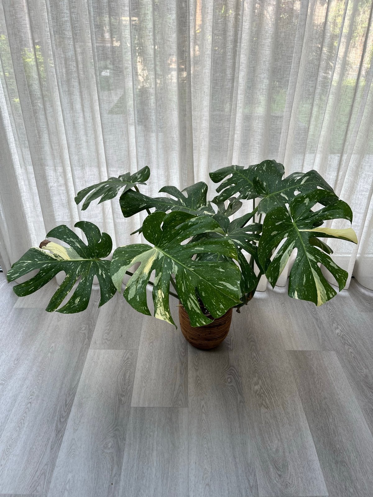 Monstera Thai Constellation - Grote Kamerplant, Huis en Inrichting, Kamerplanten, Ophalen, Overige soorten, Halfschaduw, In pot