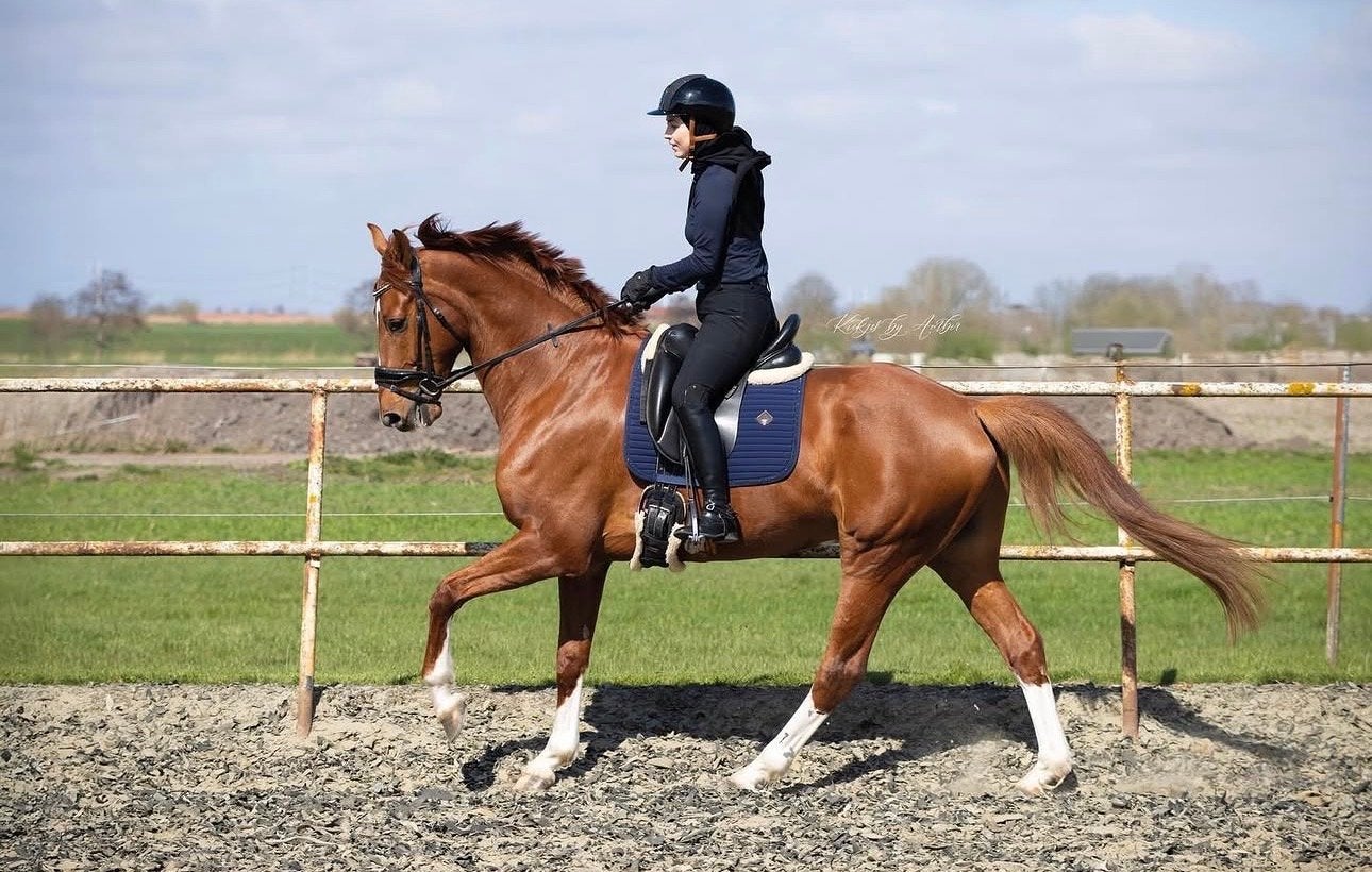 KWPN-ruin(Double Dutch x Bexandra) veel aanleg voor de sport, Dieren en Toebehoren, Ruin, Dressuurpaard, 7 tot 10 jaar, 165 tot 170 cm