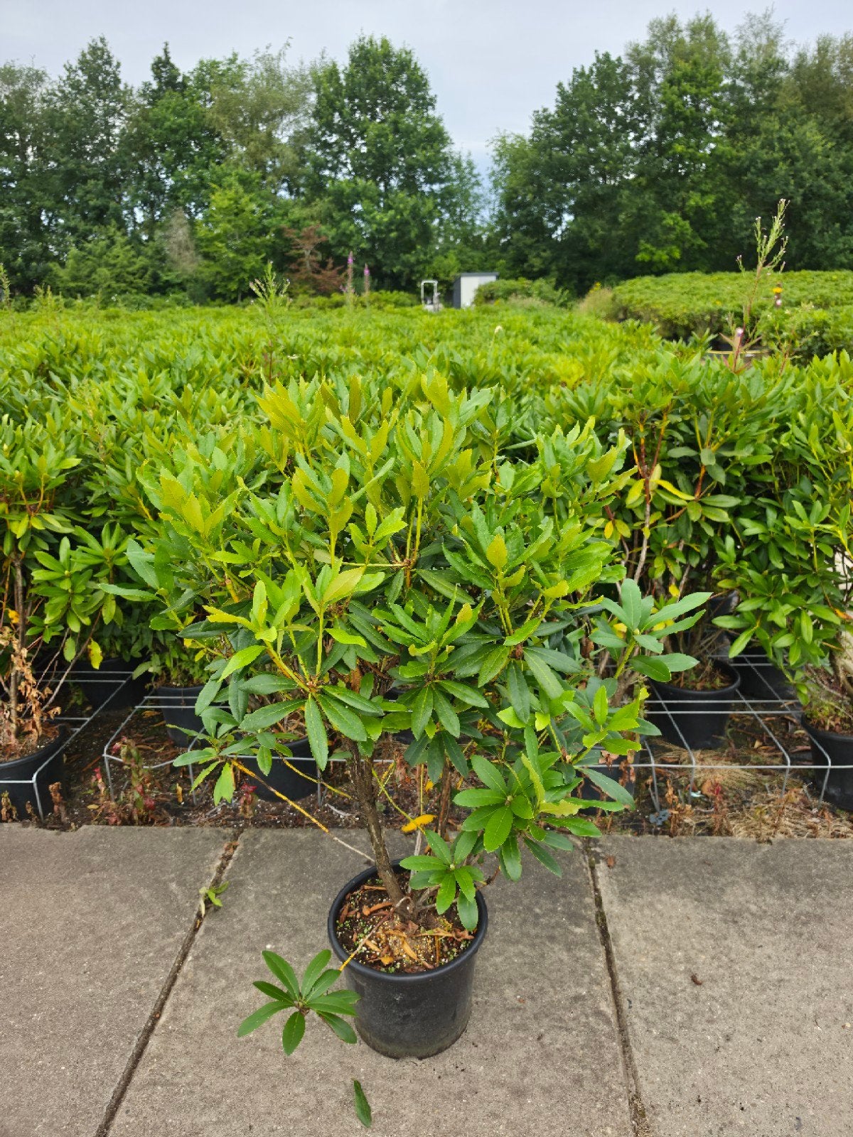 Rhododendron Luneau White, Tuin en Terras, Ophalen, Rhododendron, Minder dan 100 cm