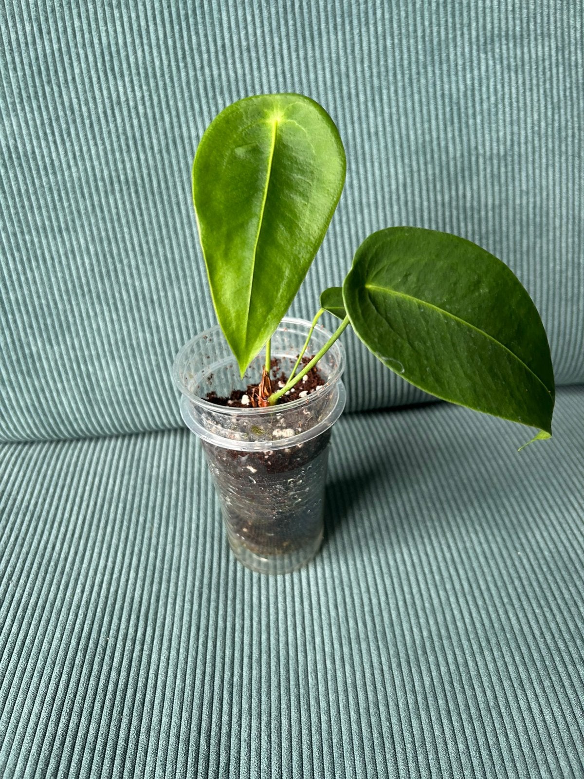 Anthurium Peltigerum, Ophalen of Verzenden, Halfschaduw, Minder dan 100 cm