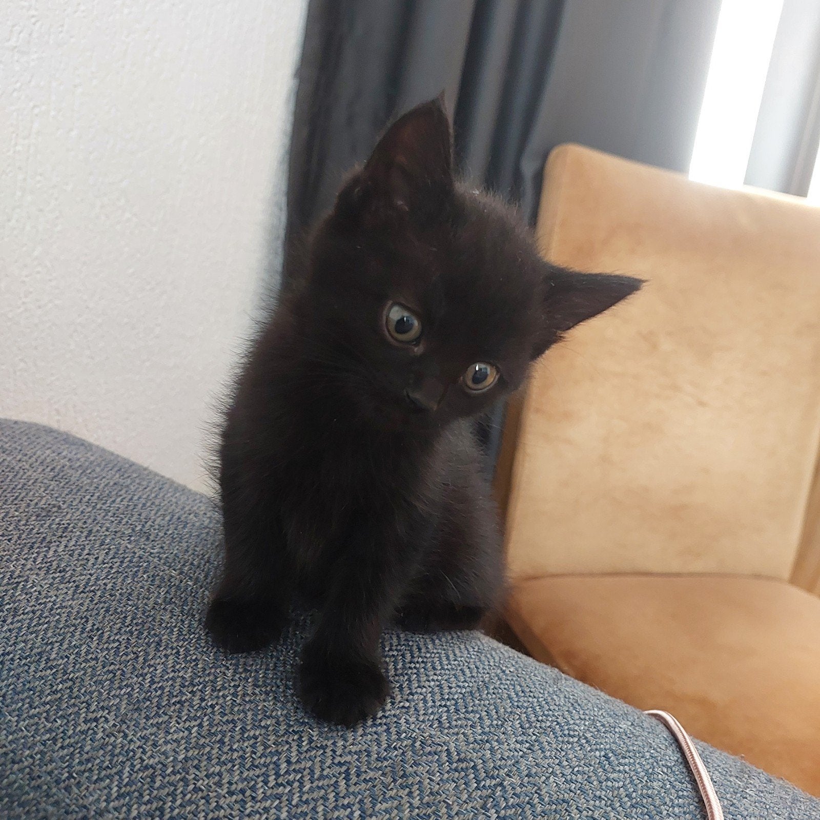 Zwarte Parels zoeken een liefdevol thuis, Dieren en Toebehoren, Katten en Kittens | Raskatten | Korthaar, Poes