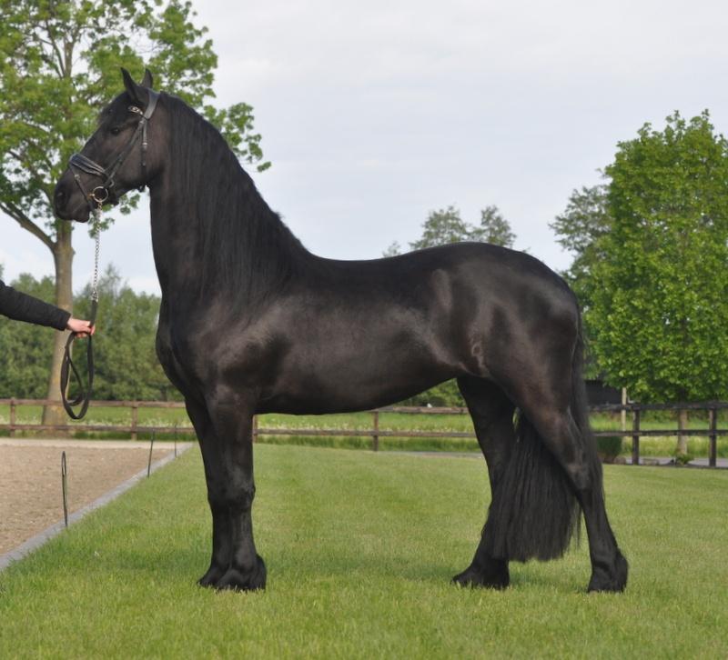 friese merrie 4 jaar, Merrie, Met stamboom, Dressuurpaard, Zadelmak