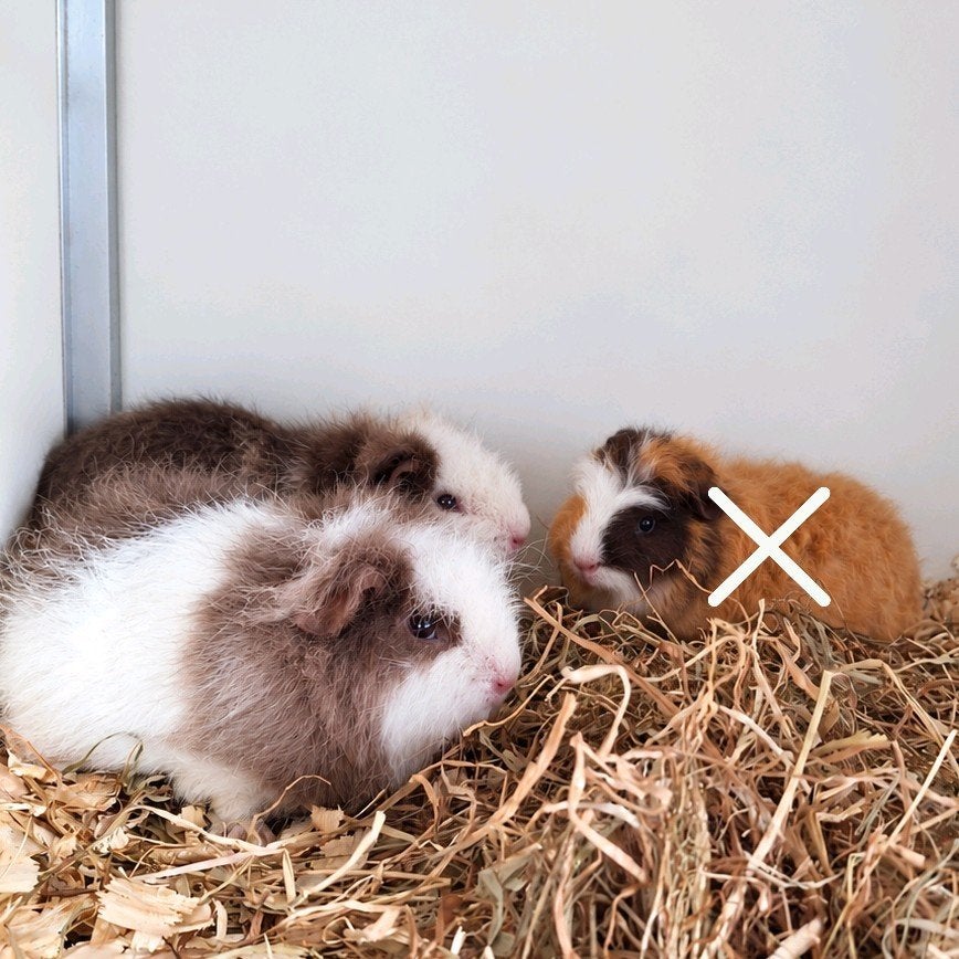 Jonge Ch teddy beertjes - choco/creme/wit, Cavia, Mannelijk, Juli, Tam