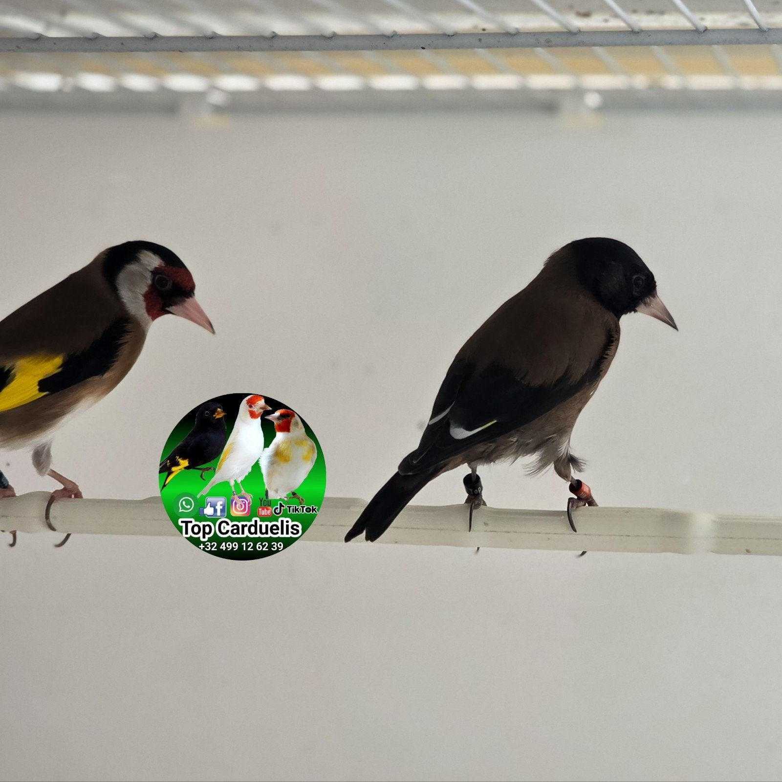 Putter Parva 2026 – Te koop, Dieren en Toebehoren, Meerdere dieren, Wildzangvogel, Tam