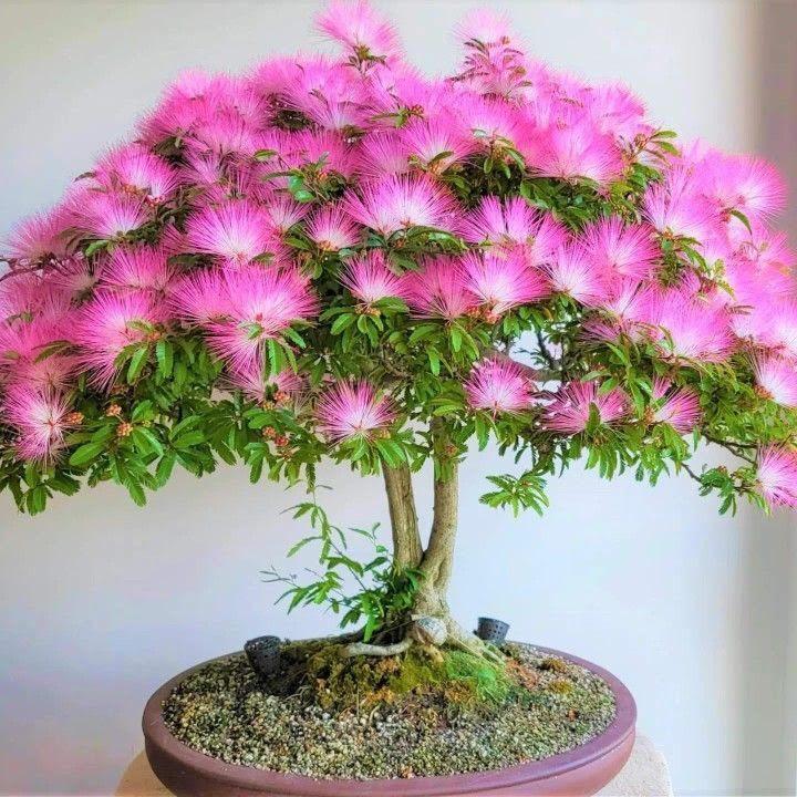 Perzische zijdeboom bonsai zaadjes, winterhard, Verzenden, Gehele jaar, Halfschaduw