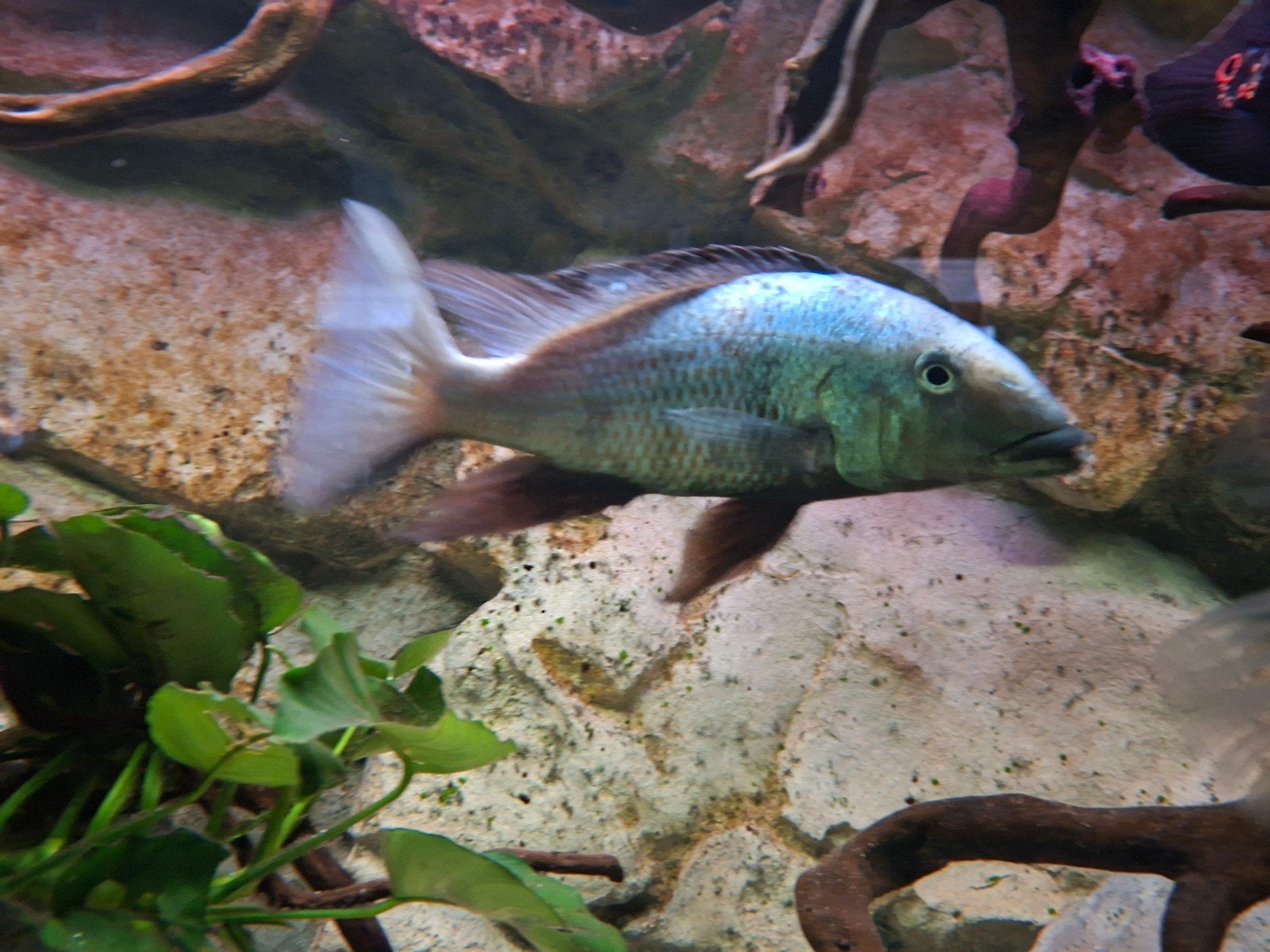 Malawi cichliden bijna gratis, Dieren en Toebehoren, Vissen | Aquariumvissen, Vis, Zoetwatervis