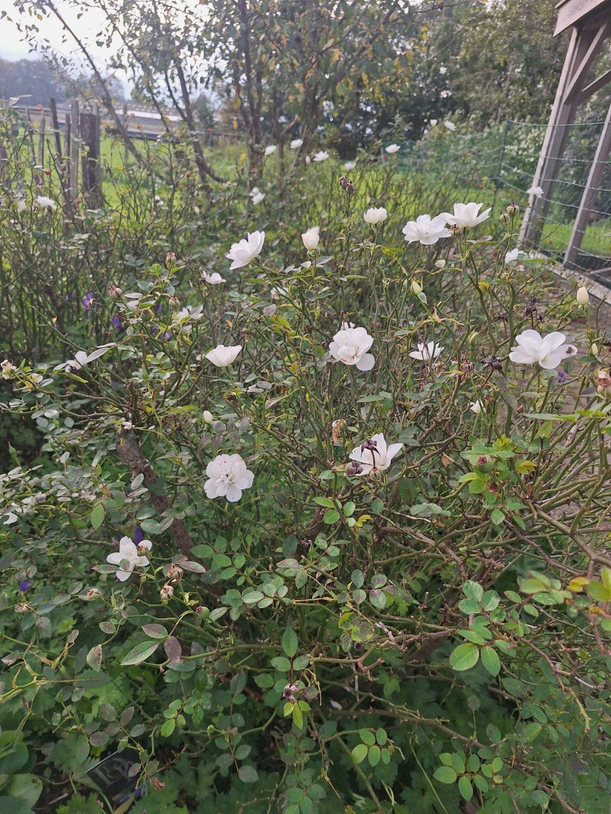 4x Struikroos "Schneewittchen" - Witte Rozen, Tuin en Terras, Volle zon, Vaste plant, Zomer, Ophalen