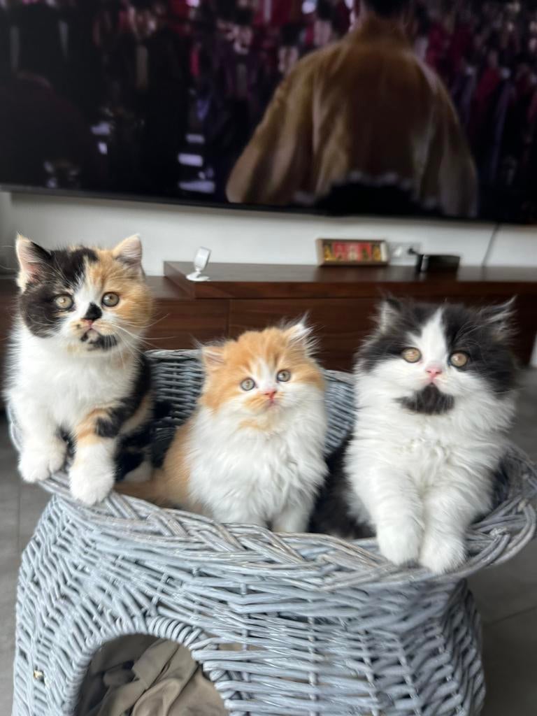 British Shorthair& Longhair Kittens – Champion Bloodline, Dieren en Toebehoren, Katten en Kittens | Raskatten | Langhaar, Meerdere dieren