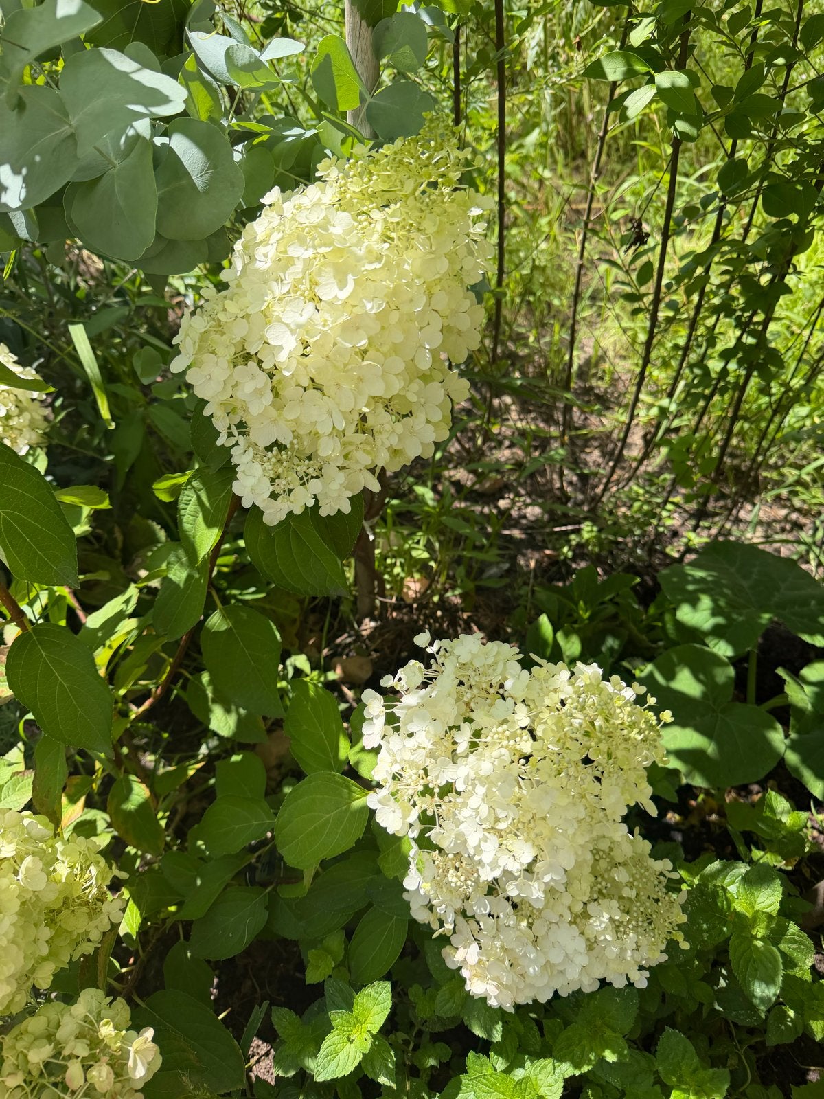 Hortensia 'Limelight' - Grote bloemen, makkelijk te onderhou, Overige soorten, Volle zon, Vaste plant, Ophalen of Verzenden