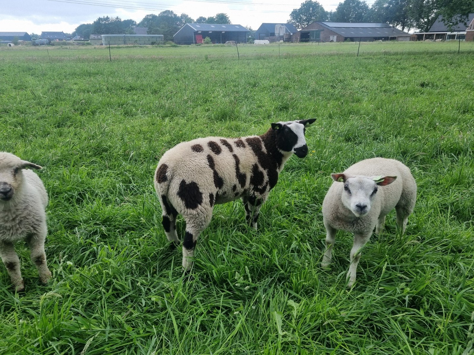 Bonte texelaar ram, Dieren en Toebehoren, Schapen, Geiten en Varkens, Mannelijk, Schaap