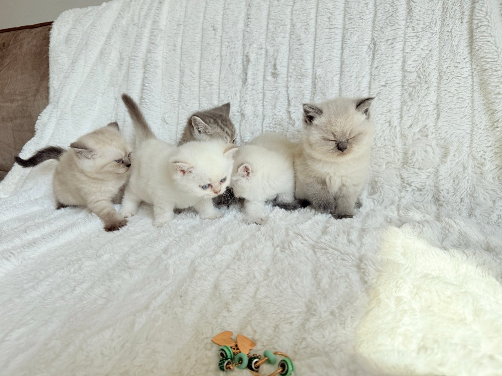 Britsekorthaar chinchilla verschillende kleuren, Dieren en Toebehoren, Katten en Kittens | Raskatten | Korthaar, Meerdere dieren