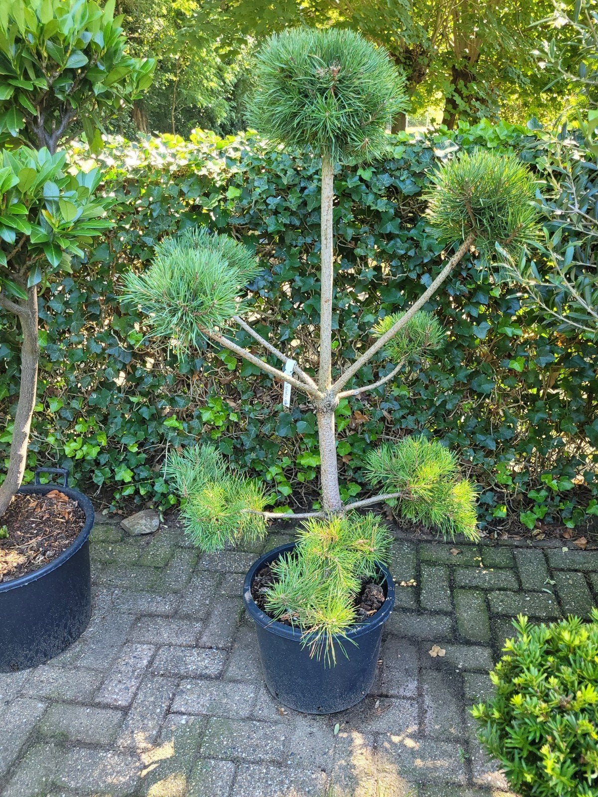 Pinus Sylvestris Vormsnoei - Unieke Bonsai Stijl Den, Ophalen, Bloeit niet, Overige soorten, Volle zon
