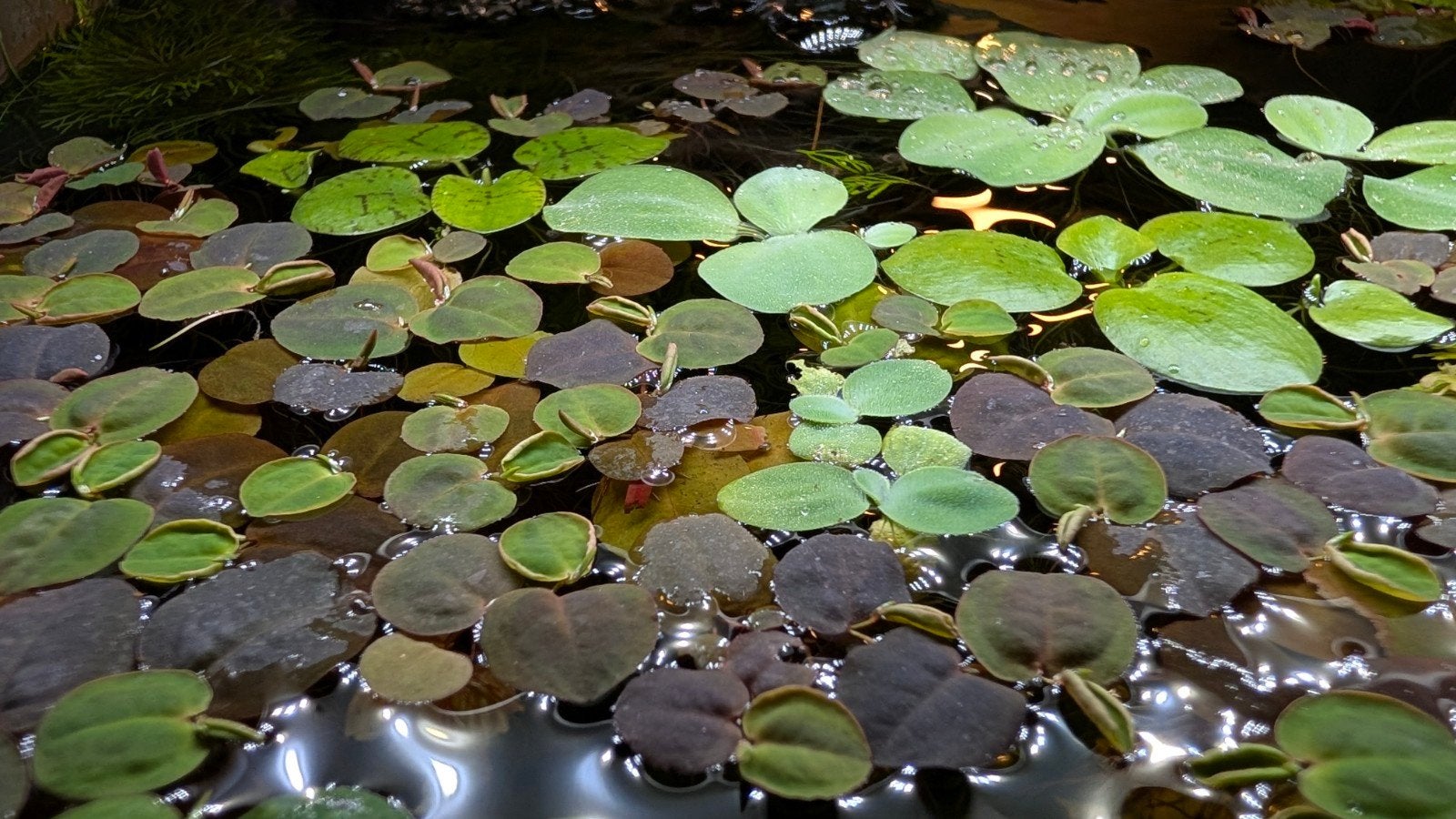 Aquarium / vijver Drijfplanten Mix (4 soorten), Ophalen, Nieuw, Plant(en), Steen of Hout