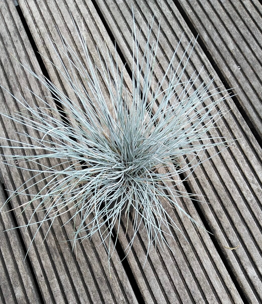 Schapengras., Tuin en Terras, Planten | Tuinplanten, Ophalen, Overige soorten, Halfschaduw