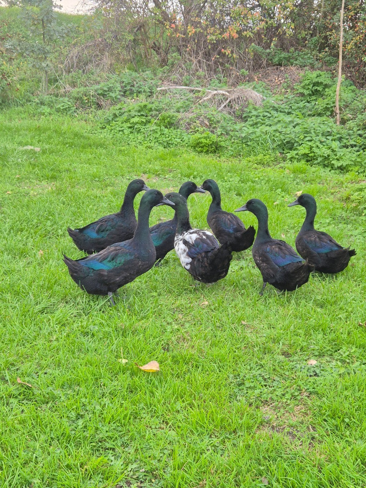 cayuga eenden, Dieren en Toebehoren, Eend