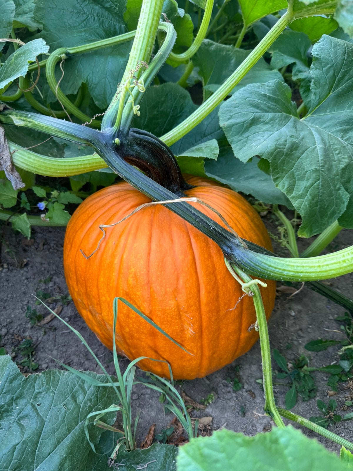 Verse pompoenen voor helloween of herfst decoratie, Ophalen, Volle zon