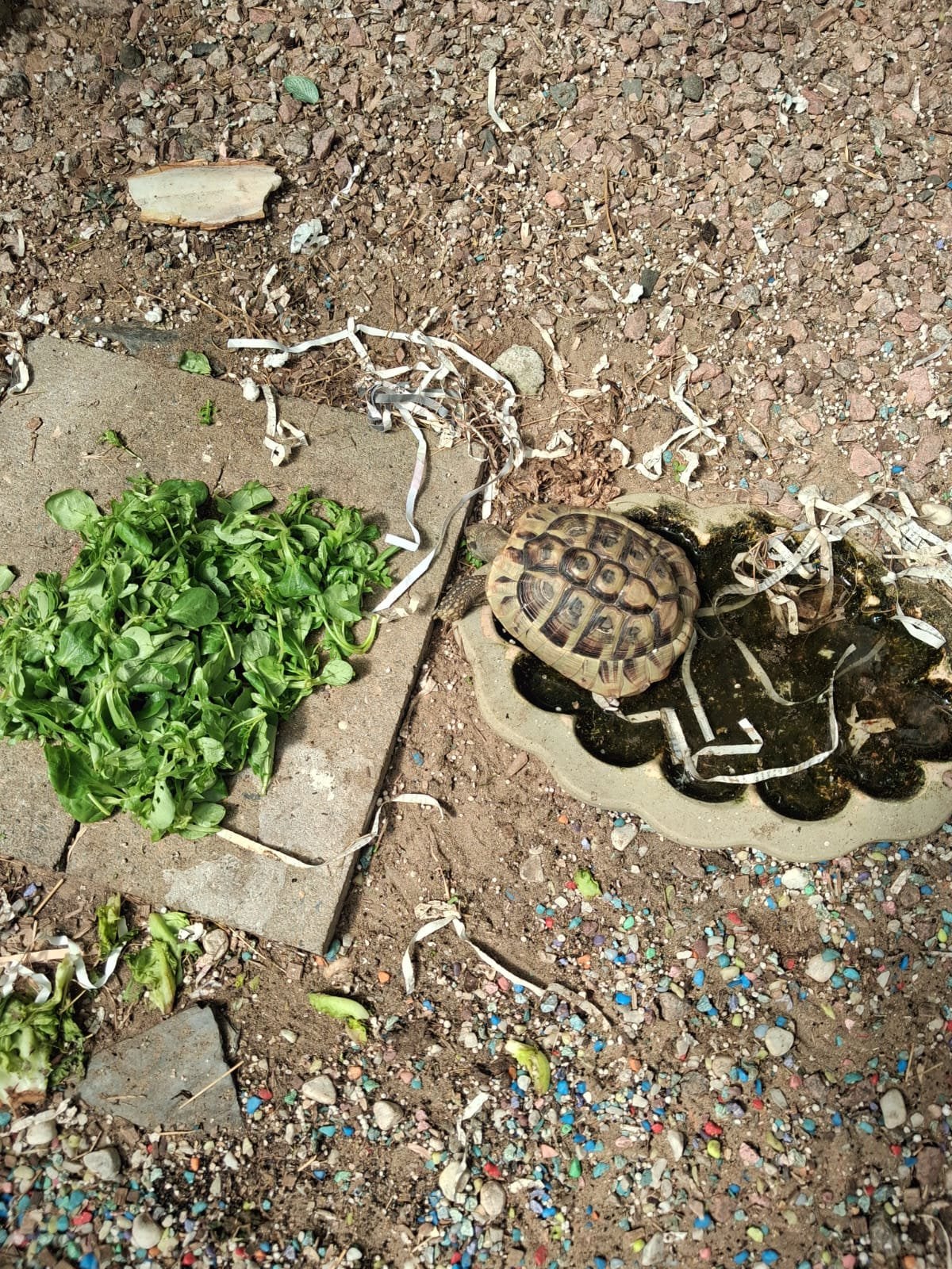 Te koop : 2X Griekse landschildpad !, Dieren en Toebehoren, Schildpad, 11 jaar of ouder