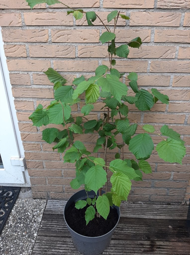 Hazelaar , ongeveer 100 cm, Ophalen, Overige soorten, Minder dan 100 cm
