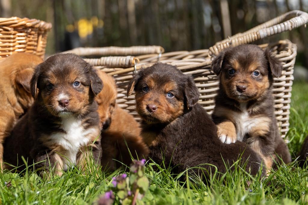 Australian Toller pups, Dieren en Toebehoren, Honden | Retrievers, Spaniëls en Waterhonden, Overige rassen, 8 tot 15 weken, Meerdere
