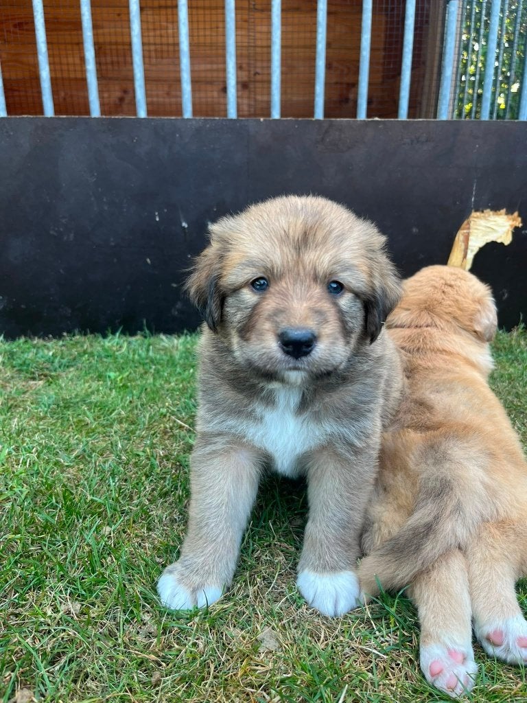 puppy Australian shepherd x Toller (nova scotia)  8 pups, Overige rassen, 8 tot 15 weken, Parvo, Meerdere dieren