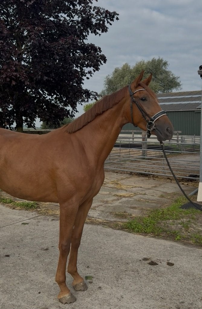 Diverse paarden te koop i.v.m. verhuizing, Met stamboom, Niet van toepassing, Dressuurpaard, Meerdere dieren