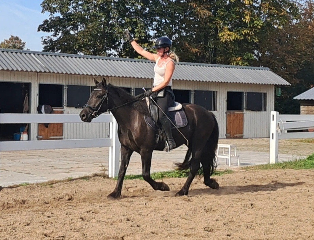 hele brave knappe merens ruin, Ruin, Recreatiepony, Met stamboom, 3 tot 6 jaar