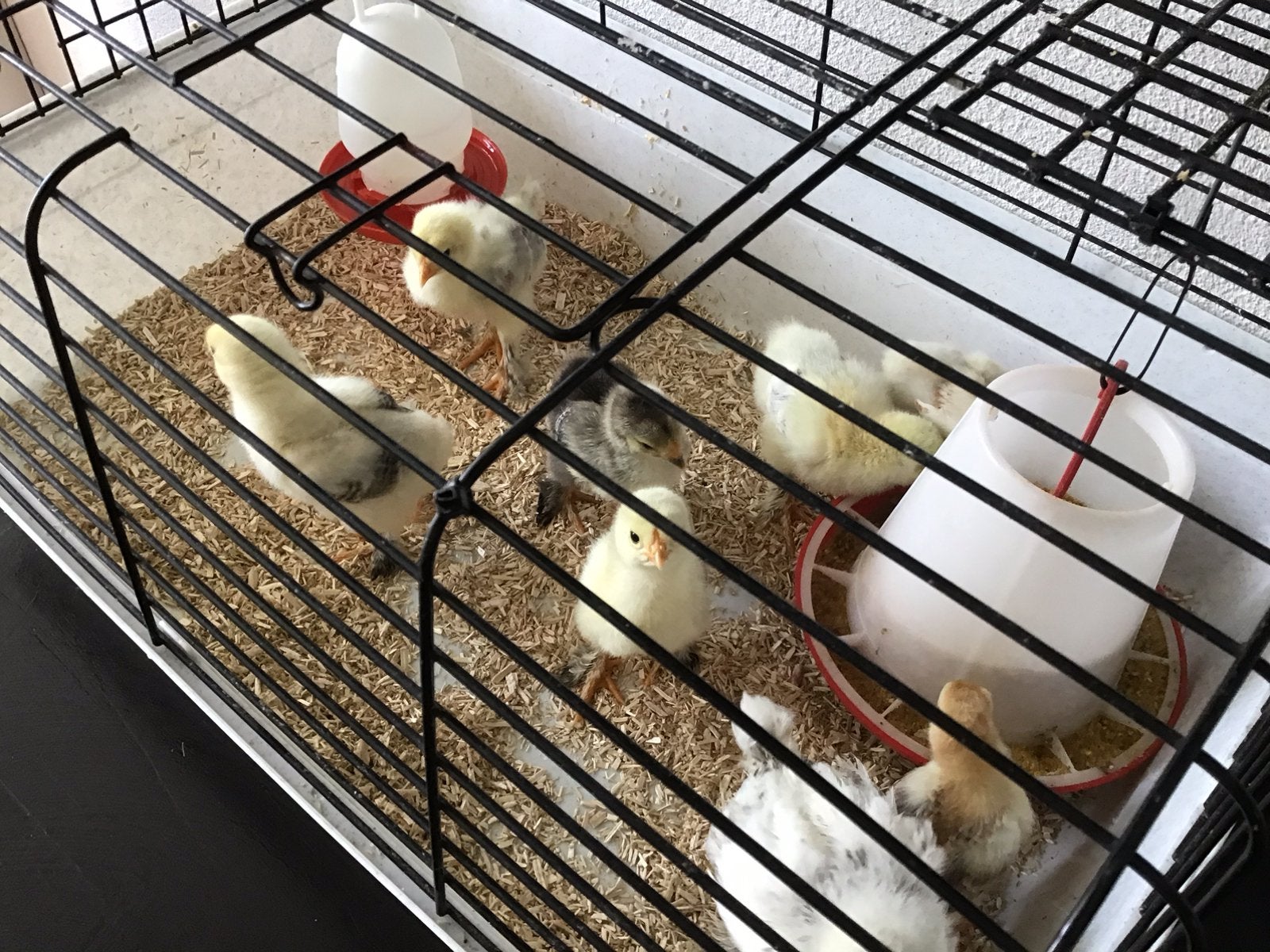 Brahma  kuikens, Meerdere dieren, Kip