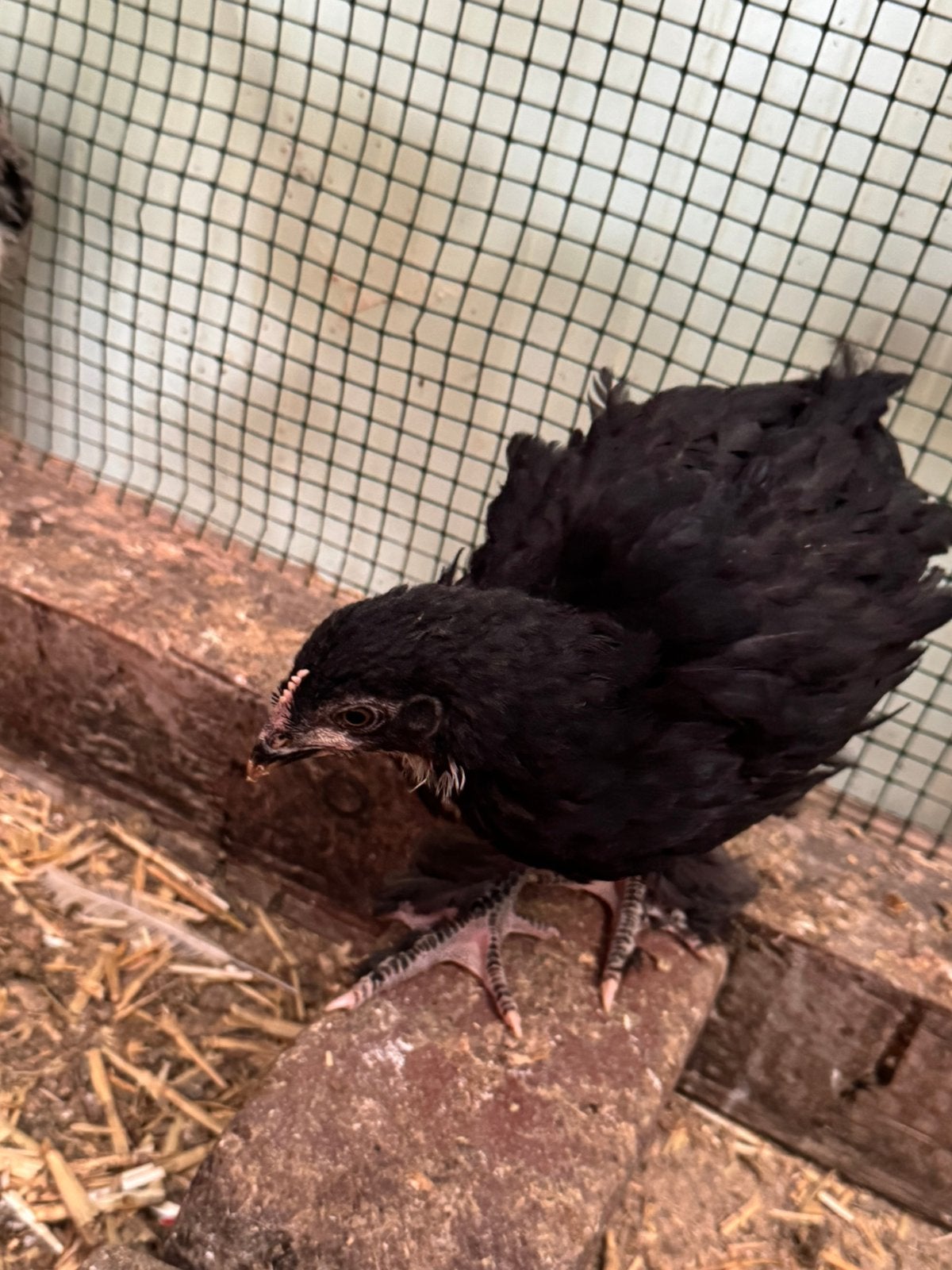 Mooi trio Marans kippen te koop., Dieren en Toebehoren, Pluimvee, Meerdere dieren, Kip