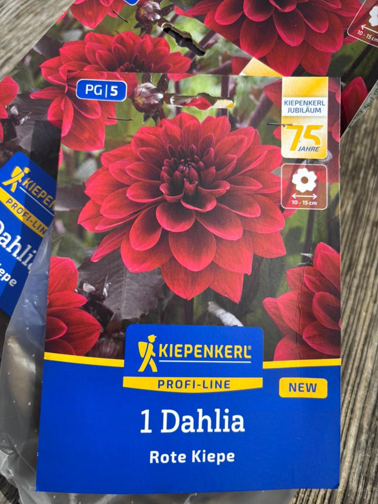 Dahlia, Ophalen of Verzenden, Volle zon, Knol